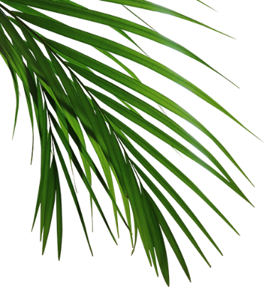 decoration
