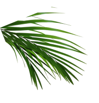 trans.home.import_steps_title